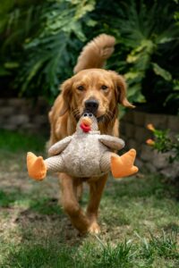 How Play Strengthens the Bond Between You and Your Dog