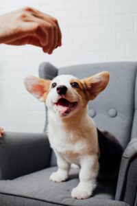Puppy Socialization: Early Experiences Matter