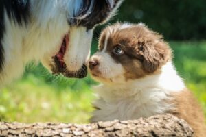 Puppy Socialization: Early Experiences Matter